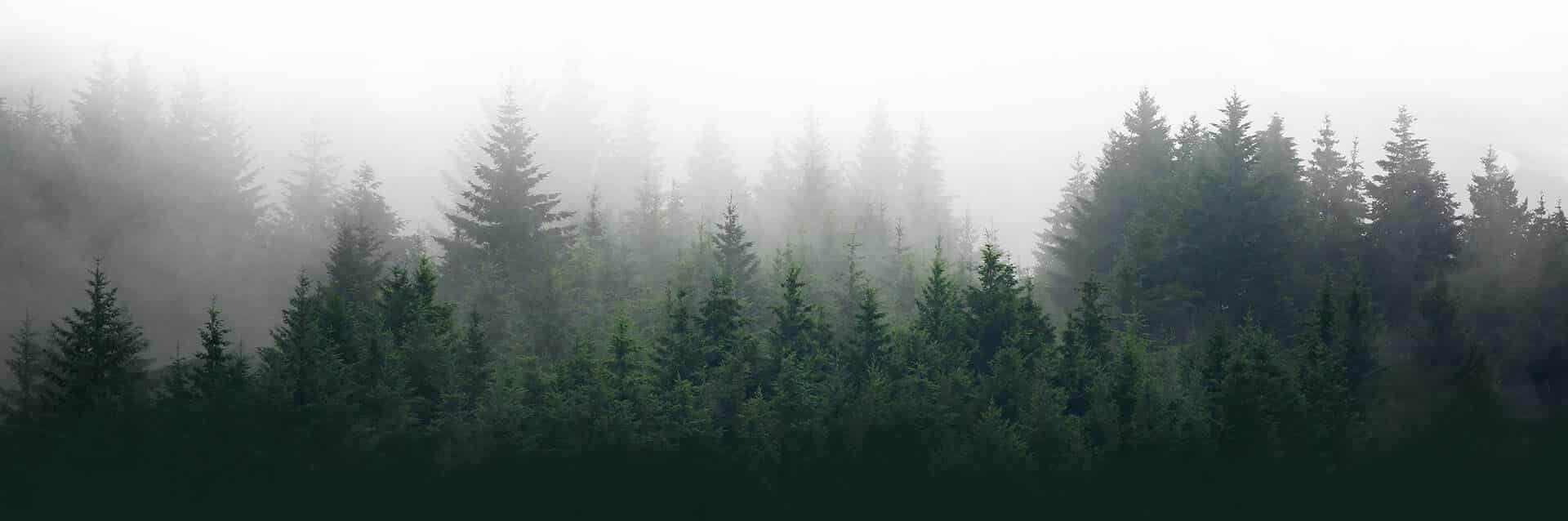 Best Resorts in Kodaikanal