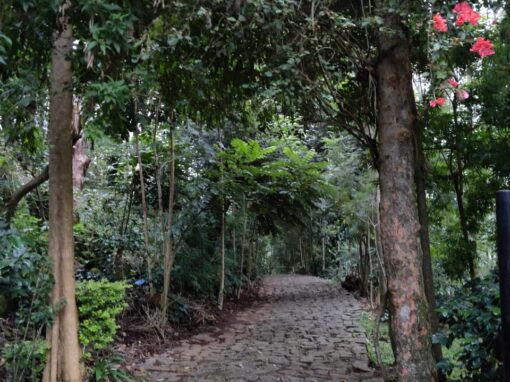 Best Suite Hotels in Kodaikanal